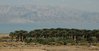 Date palms growing on the shore of the Dead Sea. The mountains of Moab can be seen. Photo by Ferrell Jenkins.
